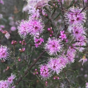 Kunzea parvifolia at Hackett, ACT - 17 Oct 2015