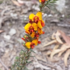 Dillwynia sericea (Egg And Bacon Peas) at Aranda, ACT - 17 Oct 2015 by MattM