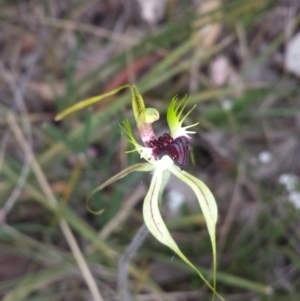 Caladenia atrovespa at Belconnen, ACT - suppressed