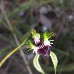 Caladenia atrovespa at Belconnen, ACT - suppressed