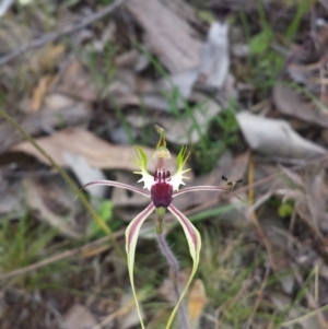 Caladenia atrovespa at Aranda, ACT - 17 Oct 2015