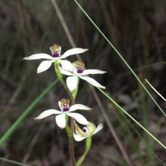 Caladenia cucullata at Cook, ACT - 17 Oct 2015