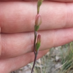 Thelymitra carnea (Tiny Sun Orchid) at Aranda, ACT - 17 Oct 2015 by MattM