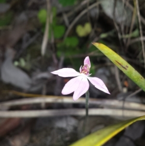 Caladenia carnea at Aranda, ACT - 17 Oct 2015