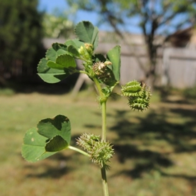 Medicago polymorpha (Burr Medic) at Conder, ACT - 14 Oct 2015 by michaelb