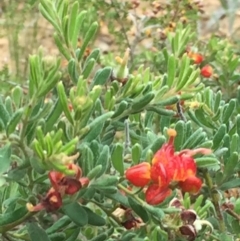 Grevillea alpina (Mountain Grevillea / Cat's Claws Grevillea) at Acton, ACT - 17 Oct 2015 by ibaird