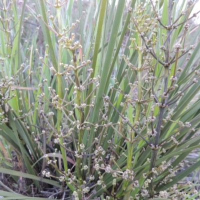 Lomandra multiflora (Many-flowered Matrush) at Paddys River, ACT - 15 Oct 2015 by MichaelBedingfield