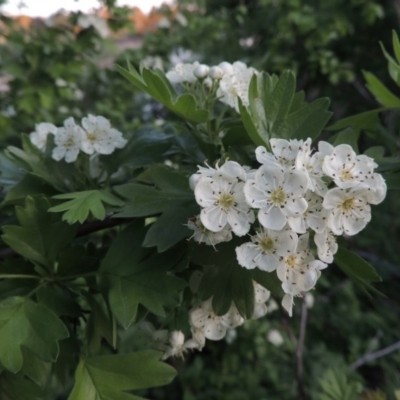 Crataegus monogyna (Hawthorn) at Point Hut to Tharwa - 15 Oct 2015 by MichaelBedingfield