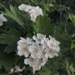 Crataegus monogyna at Paddys River, ACT - 15 Oct 2015 07:23 PM