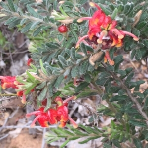 Grevillea alpina at O'Connor, ACT - 17 Oct 2015