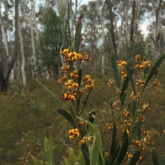 Daviesia mimosoides (Bitter Pea) at Acton, ACT - 17 Oct 2015 by ibaird