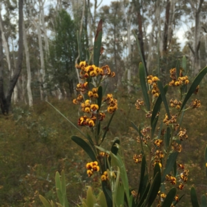 Daviesia mimosoides at Acton, ACT - 17 Oct 2015