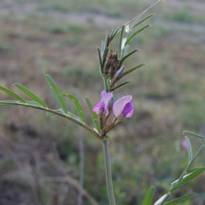 Vicia sativa subsp. nigra at Paddys River, ACT - 15 Oct 2015