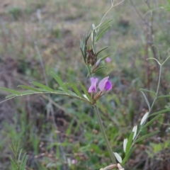 Vicia sativa subsp. nigra at Paddys River, ACT - 15 Oct 2015