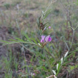 Vicia sativa subsp. nigra at Paddys River, ACT - 15 Oct 2015