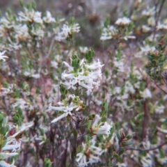 Brachyloma daphnoides (Daphne Heath) at Nicholls, ACT - 11 Oct 2015 by gavinlongmuir