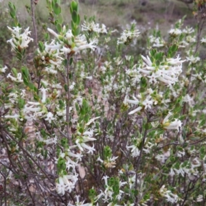 Brachyloma daphnoides at Nicholls, ACT - 11 Oct 2015 03:51 PM