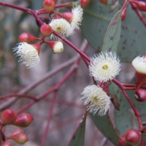 Eucalyptus melliodora at Nicholls, ACT - 11 Oct 2015