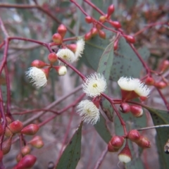 Eucalyptus melliodora at Nicholls, ACT - 11 Oct 2015