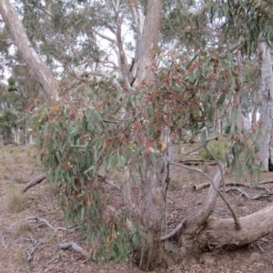 Eucalyptus melliodora at Nicholls, ACT - 11 Oct 2015