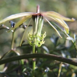 Clematis leptophylla at Nicholls, ACT - 28 Sep 2015 05:05 PM