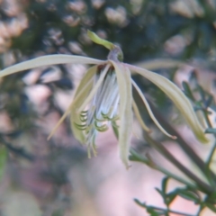 Clematis leptophylla at Nicholls, ACT - 28 Sep 2015