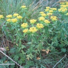 Euphorbia oblongata (Egg-leaf Spurge) at O'Malley, ACT - 18 Oct 2015 by Mike