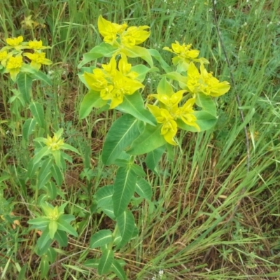 Euphorbia oblongata (Egg-leaf Spurge) at Garran, ACT - 18 Oct 2015 by Mike