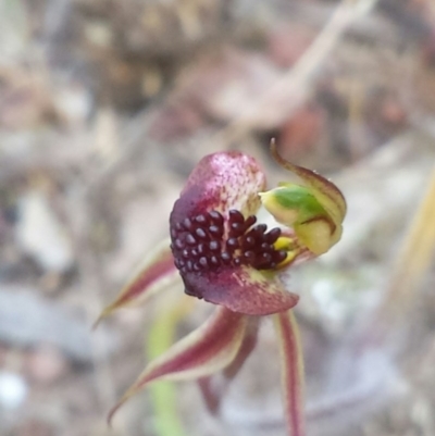 Caladenia actensis (Canberra Spider Orchid) by MattM