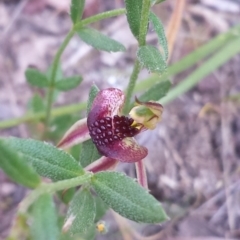 Caladenia actensis at suppressed - 18 Oct 2015