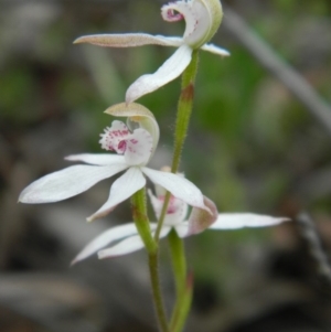 Caladenia moschata at Point 3131 - suppressed