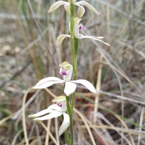 Caladenia moschata at Point 3131 - suppressed