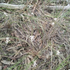 Caladenia moschata at Point 3131 - suppressed