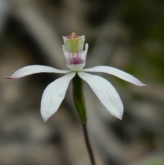 Caladenia moschata (Musky Caps) at Aranda, ACT - 16 Oct 2015 by petaurus