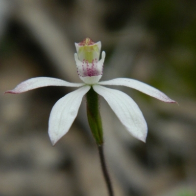 Caladenia moschata (Musky Caps) at Aranda, ACT - 16 Oct 2015 by petaurus