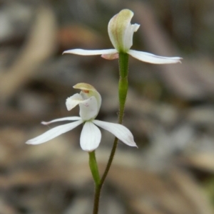 Caladenia moschata at Point 5830 - suppressed