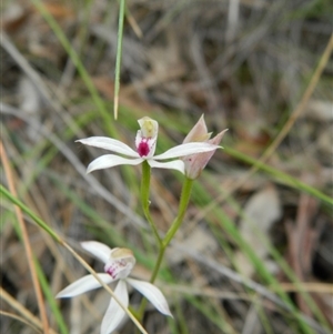 Caladenia moschata at Point 5830 - suppressed