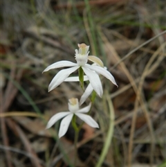 Caladenia moschata at Point 5830 - suppressed