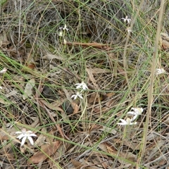 Caladenia moschata at Point 5830 - suppressed