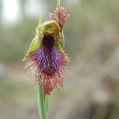 Calochilus platychilus (Purple Beard Orchid) at Aranda, ACT - 17 Oct 2015 by petaurus