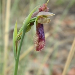 Calochilus platychilus at Point 5830 - suppressed