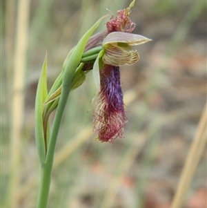 Calochilus platychilus at Point 5830 - suppressed