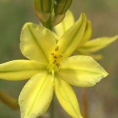 Bulbine bulbosa (Golden Lily, Bulbine Lily) at Hackett, ACT - 18 Oct 2015 by AaronClausen