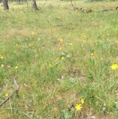 Bulbine bulbosa at Hackett, ACT - 18 Oct 2015