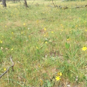 Bulbine bulbosa at Hackett, ACT - 18 Oct 2015