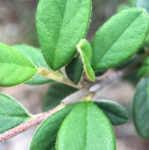 Cotoneaster glaucophyllus at Hackett, ACT - 18 Oct 2015 01:24 PM