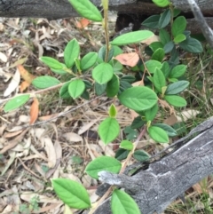 Cotoneaster glaucophyllus at Hackett, ACT - 18 Oct 2015 01:24 PM