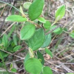 Cotoneaster glaucophyllus at Hackett, ACT - 18 Oct 2015