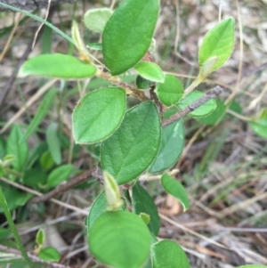 Cotoneaster glaucophyllus at Hackett, ACT - 18 Oct 2015 01:24 PM