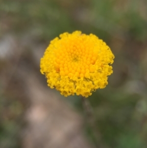 Leptorhynchos squamatus at Hackett, ACT - 18 Oct 2015